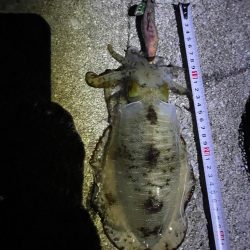 エギング好調でした！