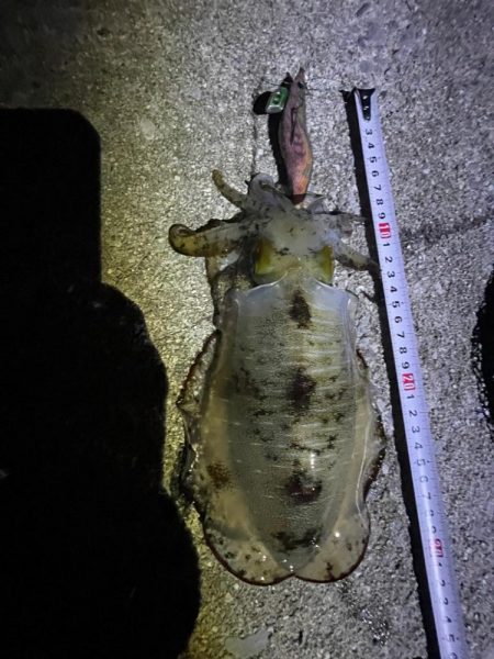 エギング好調でした！