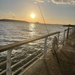 三連休最終サゴシ狩り