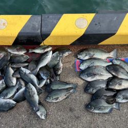 魚津港 フカセ釣り