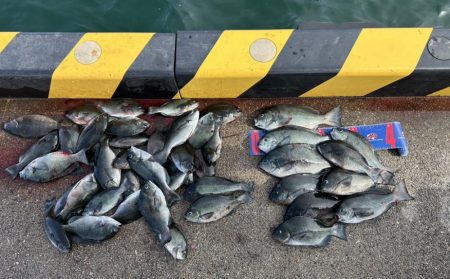 魚津港 フカセ釣り