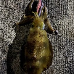 爆釣の朝マズメ