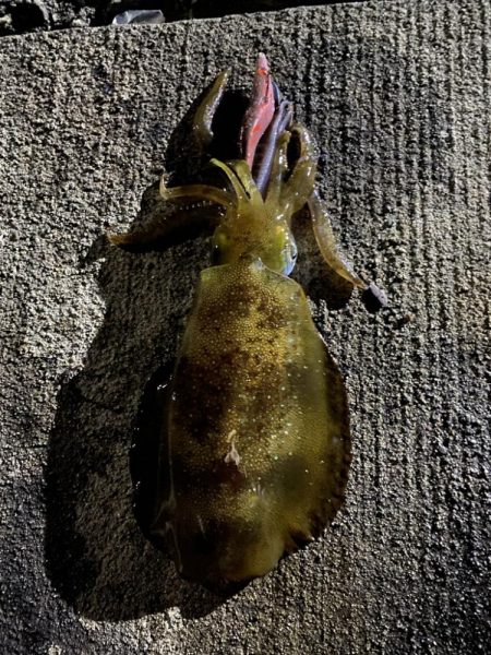 爆釣の朝マズメ