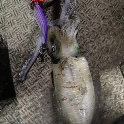 ティップラン楽しい