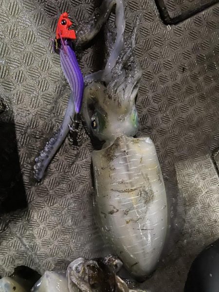 ティップラン楽しい