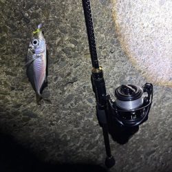 11月の秋エギング