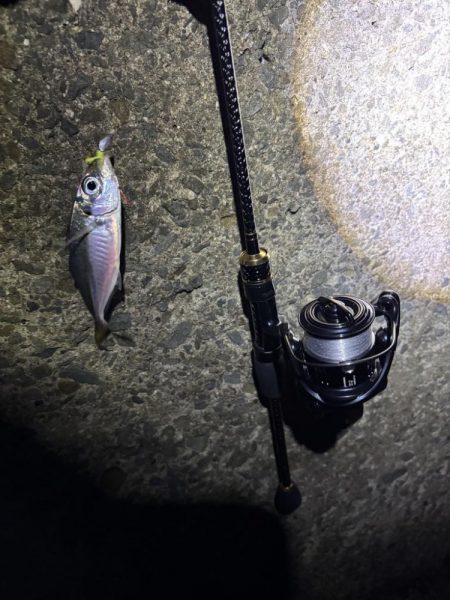 11月の秋エギング