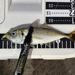 久しぶりのアジング