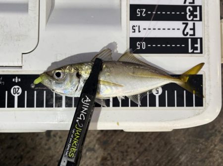 久しぶりのアジング