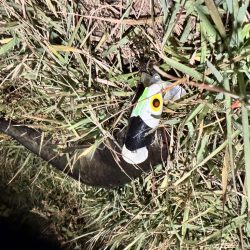 仕事帰りの鯰釣りルアー