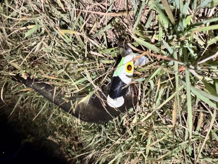 仕事帰りの鯰釣りルアー