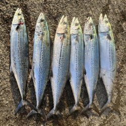 岸和田一文字でサゴシとハマチ!