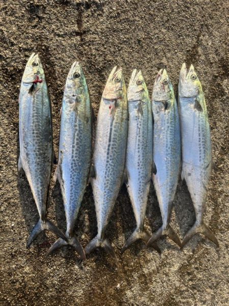 岸和田一文字でサゴシとハマチ!