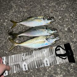 いい時期のアジング