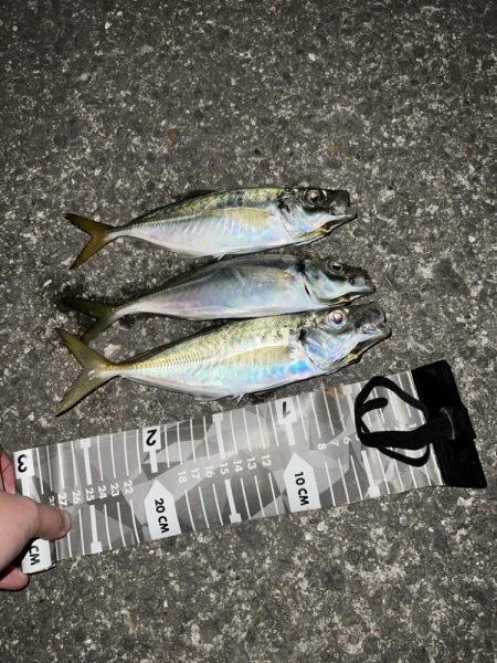 いい時期のアジング