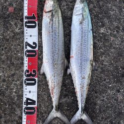 サゴシシーズン7