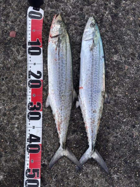 サゴシシーズン7