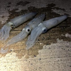 ヒイカが爆釣していると噂