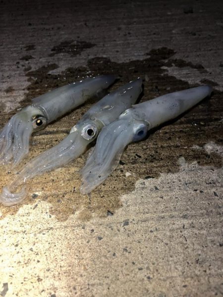 ヒイカが爆釣していると噂