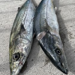 久しぶりに、、