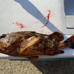 シロギスタ:今シーズンカワハギ終盤戦