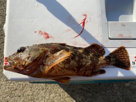 シロギスタ:今シーズンカワハギ終盤戦