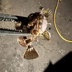 こんなはずではー