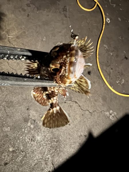 こんなはずではー