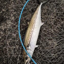 青物シーズン14