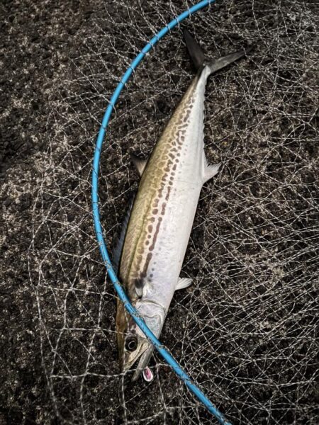 青物シーズン14