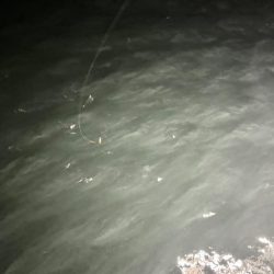 2日連続アジング。