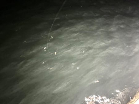 2日連続アジング。