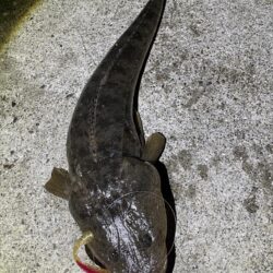 ダイソーＶＪでマゴチ