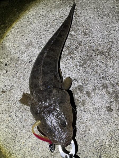 ダイソーＶＪでマゴチ