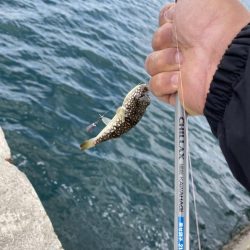 シロギスタ:カワハギよ何処へ