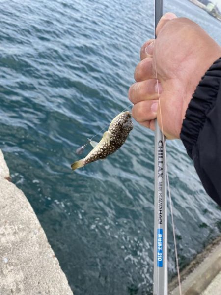 シロギスタ:カワハギよ何処へ