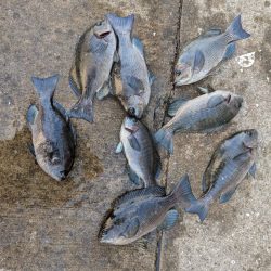 ハマチゲットしました!