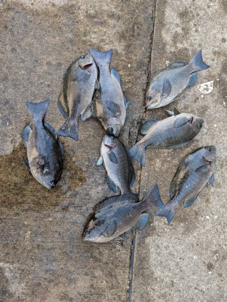 ハマチゲットしました!