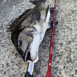 西宮浜チヌ40、32センチ