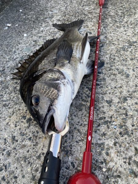 西宮浜チヌ40、32センチ