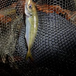 久しぶりの釣行