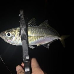 ええアジ釣れた〜