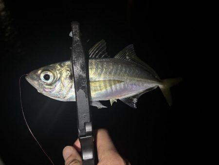 ええアジ釣れた〜