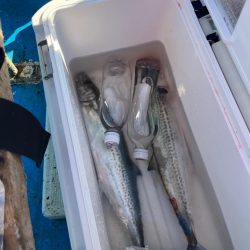 サゴシぼちぼち