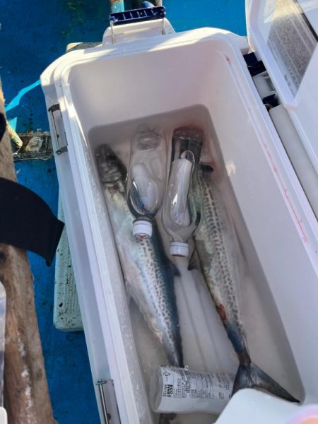 サゴシぼちぼち