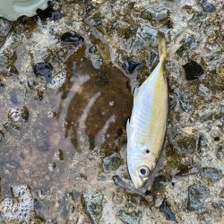 小アジとチャリコ