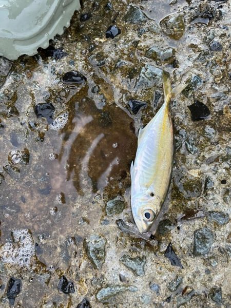 小アジとチャリコ