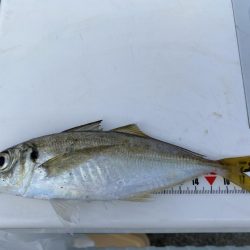 カワハギ終盤戦、アジと共に