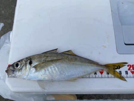 カワハギ終盤戦、アジと共に