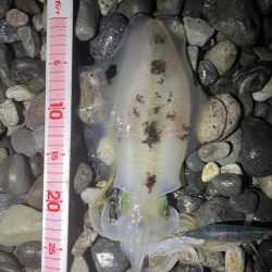 アオリイカ釣行